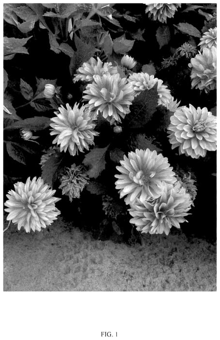 Figure 1 of US plant patent PP36601, the photograph of DDAHCHPCHP printed in the patent.