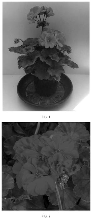 Figure 1 of US plant patent PP36602, the photograph of PEQZ0103 printed in the patent.