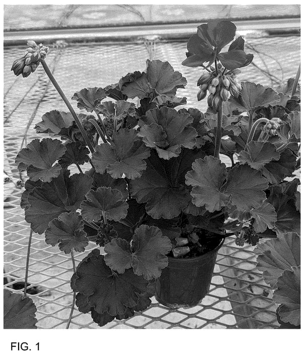 Figure 1 of US plant patent PP36603, the photograph of TOSPL200522 printed in the patent.