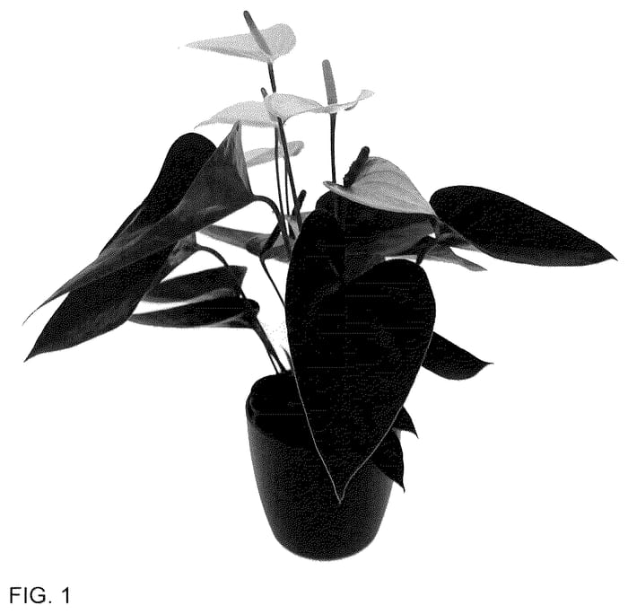 Figure 1 of US plant patent PP36604, the photograph of AN2964275 printed in the patent.