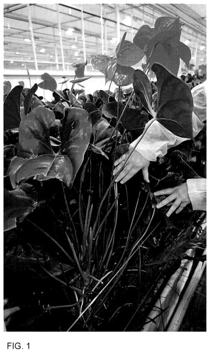 Figure 1 of US plant patent PP36605, the photograph of AN2973182 printed in the patent.