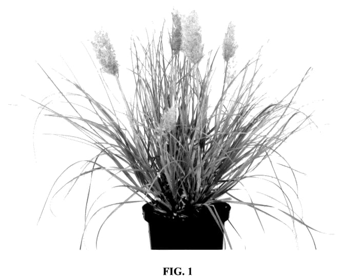 Figure 1 of US plant patent PP36606, the photograph of Day10 printed in the patent.