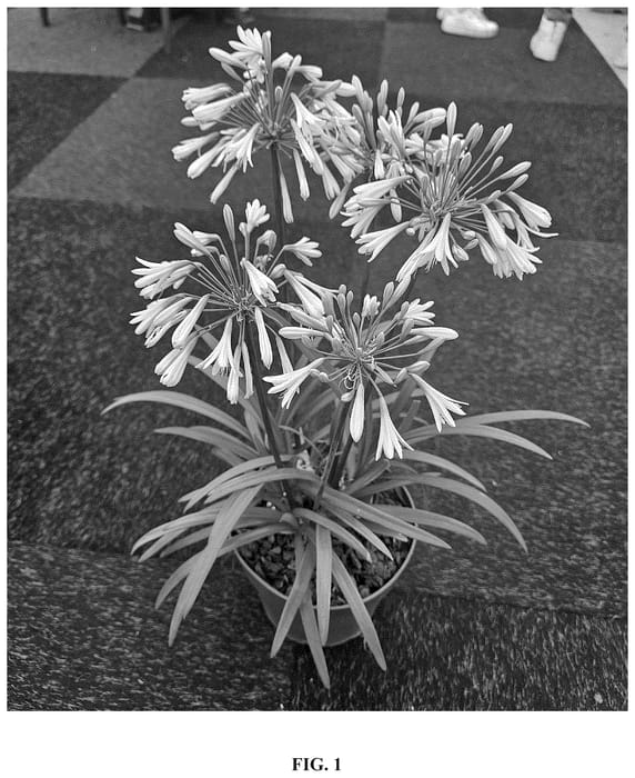 Figure 1 of US plant patent PP36607, the photograph of DWAgHyb18 printed in the patent.