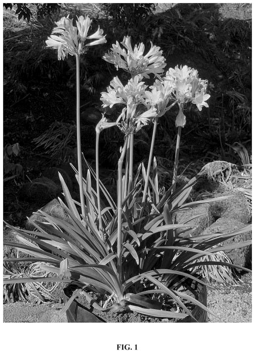 Figure 1 of US plant patent PP36608, the photograph of DwAgHybPi printed in the patent.