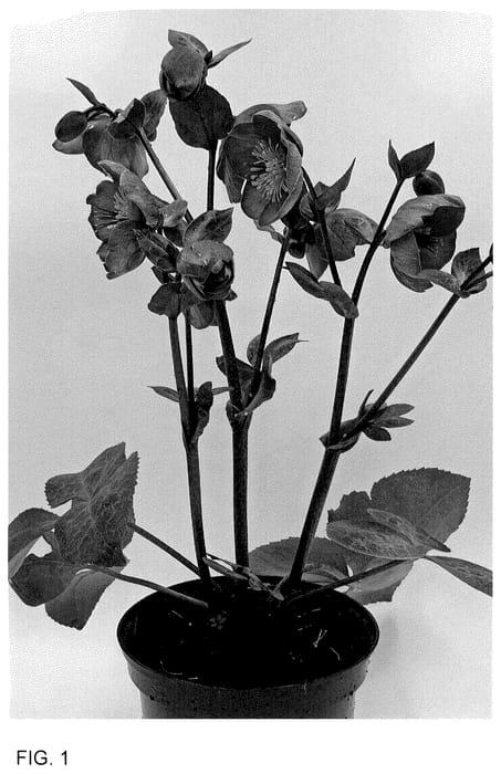 Figure 1 of US plant patent PP36609, the photograph of ET EPB 728 printed in the patent.