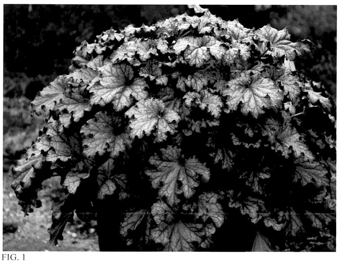 Figure 1 of US plant patent PP36610, the photograph of Prom Dress printed in the patent.