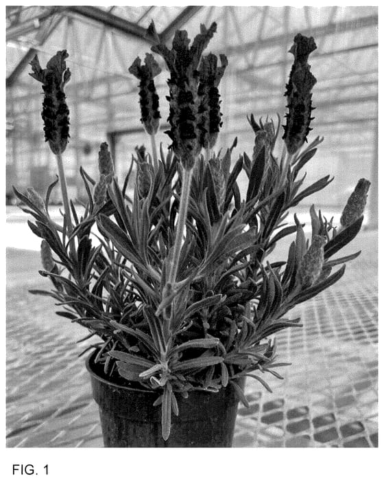 Figure 1 of US plant patent PP36611, the photograph of Anouk Deluxe 201908 printed in the patent.