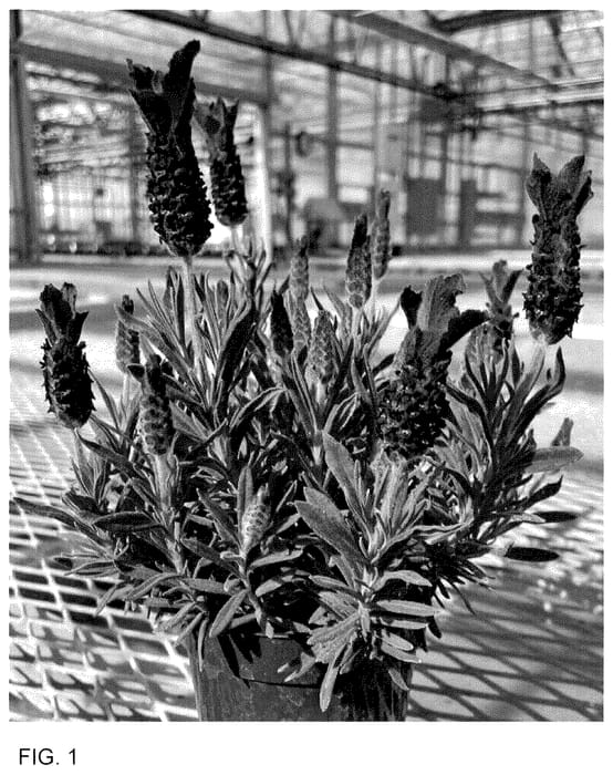 Figure 1 of US plant patent PP36612, the photograph of Anouk Deluxe 202001 printed in the patent.