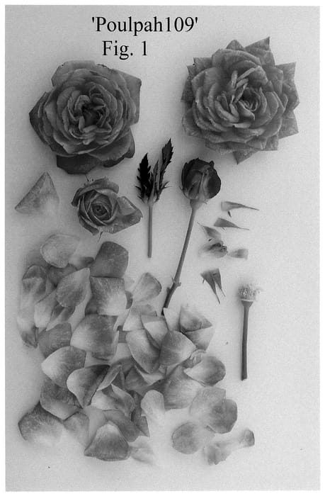 Figure 1 of US plant patent PP36613, the photograph of Poulpah109 printed in the patent.