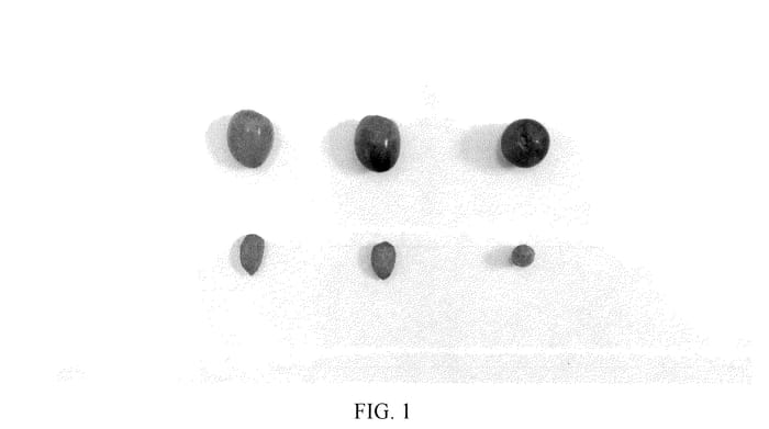 Figure 1 of US plant patent PP36614, the photograph of I 99 printed in the patent.