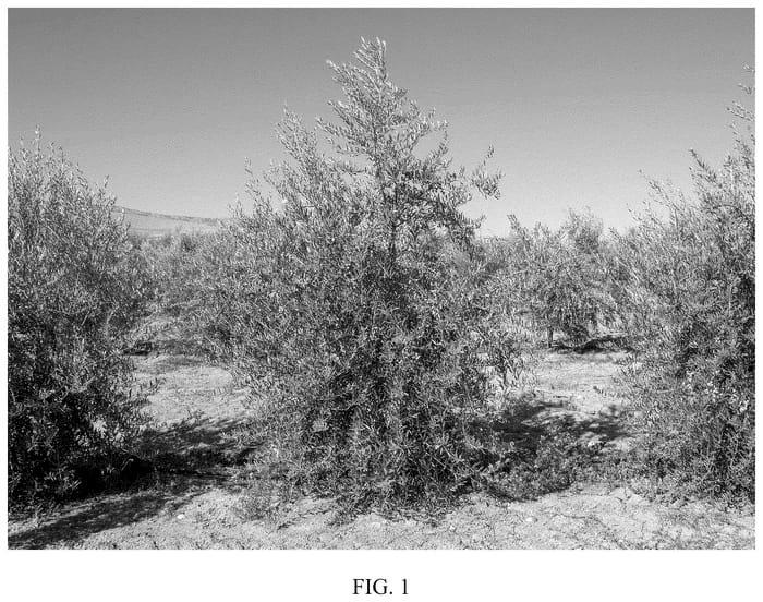 Figure 1 of US plant patent PP36615, the photograph of I 73 printed in the patent.