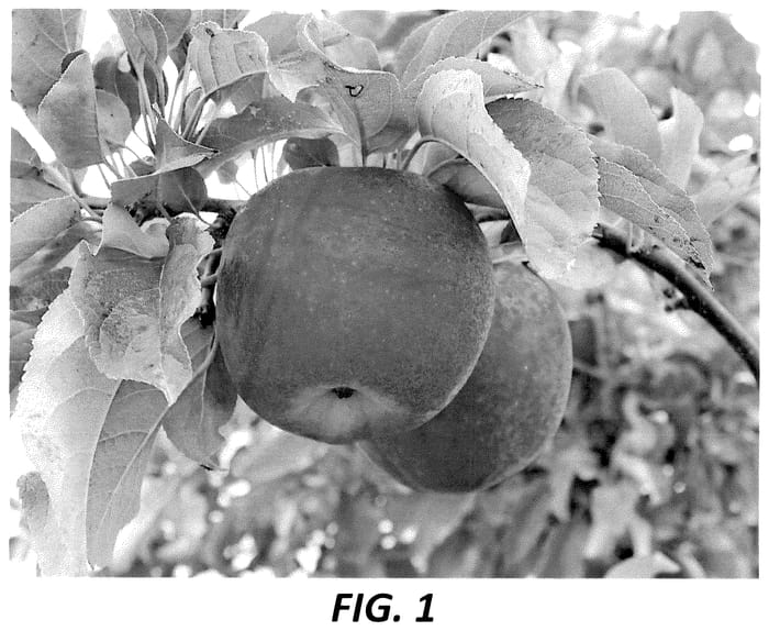 Figure 1 of US plant patent PP36616, the photograph of PremA133 printed in the patent.