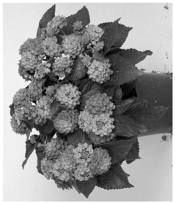 Figure 1 of US plant patent PP36617, the photograph of Dolanhavharmo printed in the patent.