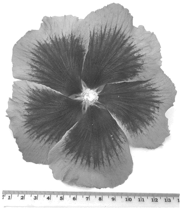 Figure 1 of US plant patent PP36618, the photograph of WALHIECLI printed in the patent.
