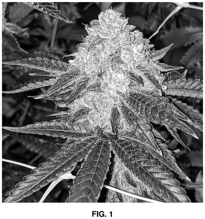 Figure 1 of US plant patent PP36619, the photograph of GPZ printed in the patent.