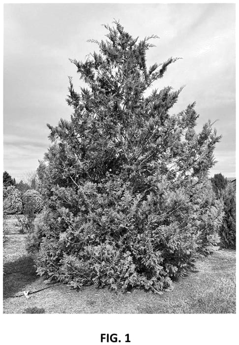 Figure 1 of US plant patent PP36620, the photograph of RutCham1 printed in the patent.