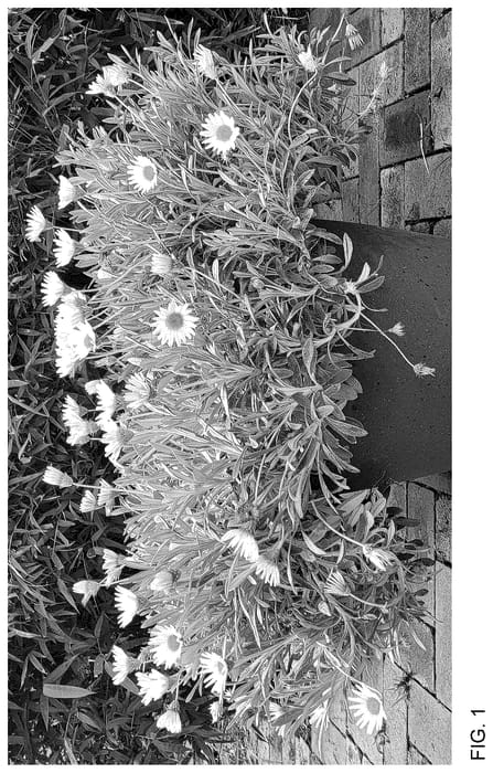 Figure 1 of US plant patent PP36621, the photograph of GAZ1901A printed in the patent.