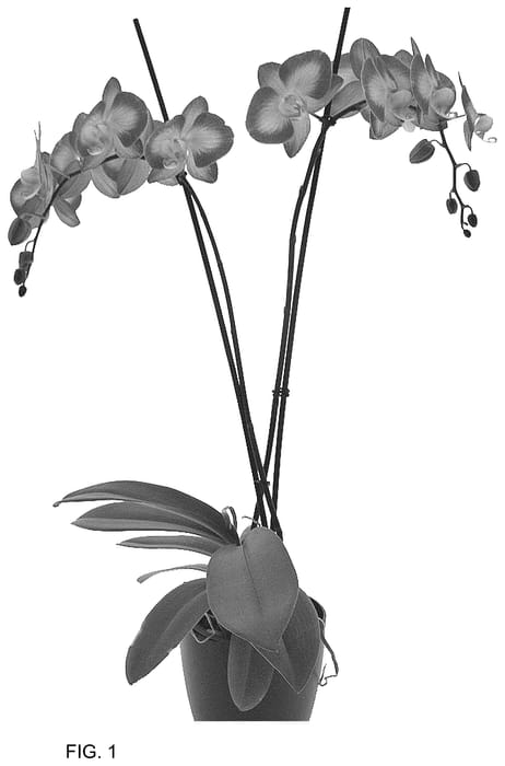 Figure 1 of US plant patent PP36622, the photograph of PHA515727 printed in the patent.