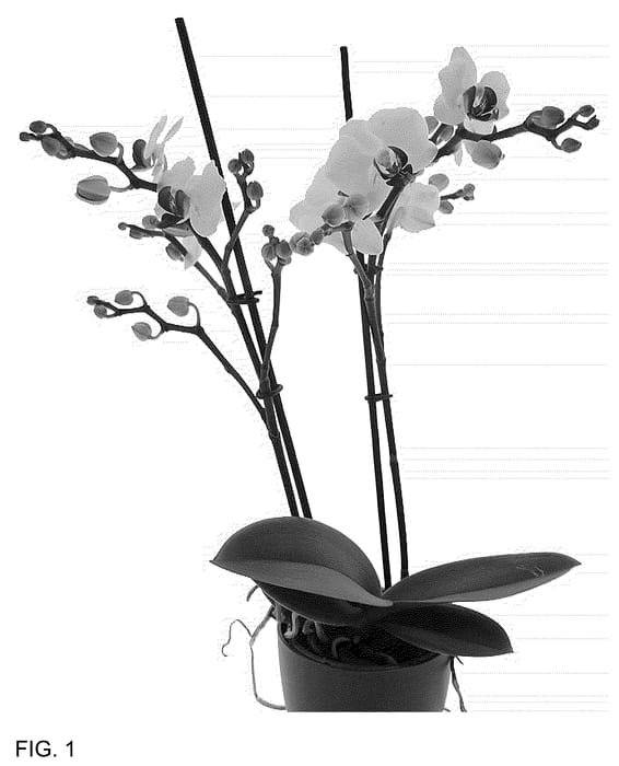 Figure 1 of US plant patent PP36623, the photograph of PHA906965 printed in the patent.