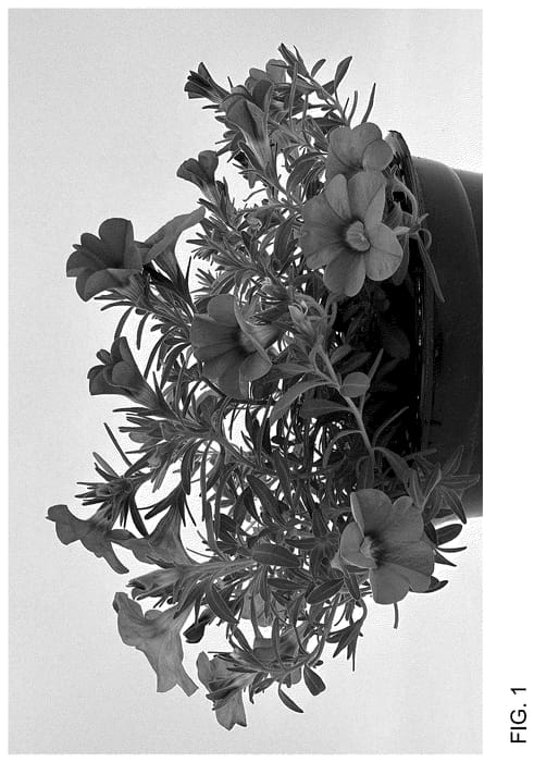 Figure 1 of US plant patent PP36624, the photograph of WNCALSBPK24 printed in the patent.