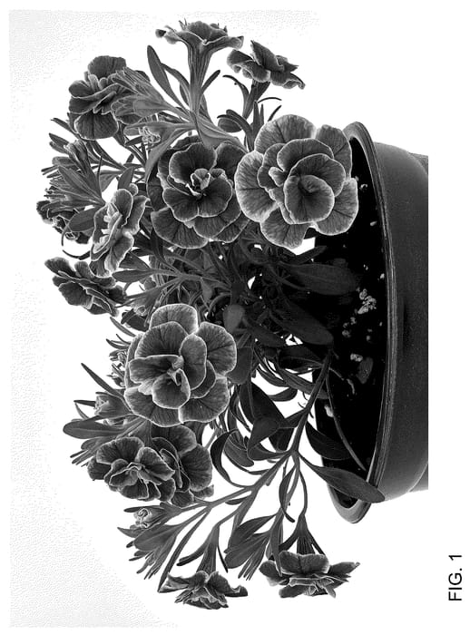 Figure 1 of US plant patent PP36625, the photograph of WNCALSBDBLRS24 printed in the patent.