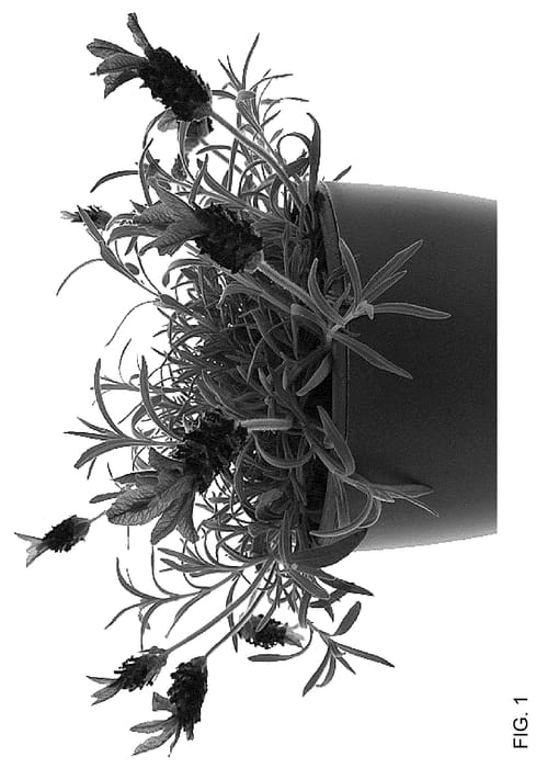 Figure 1 of US plant patent PP36626, the photograph of AGRI812 printed in the patent.