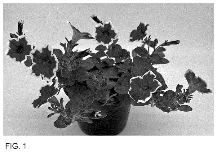 Figure 1 of US plant patent PP36627, the photograph of DPETPW1782 printed in the patent.