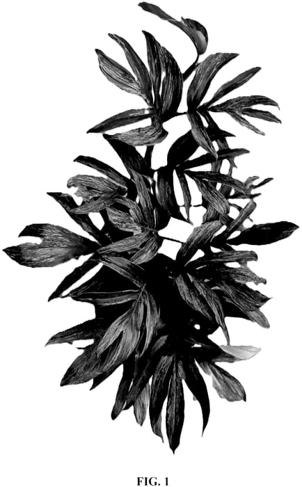 Figure 1 of US plant patent PP36628, the photograph of TUXRAP1 printed in the patent.