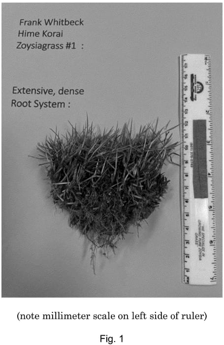Figure 1 of US plant patent PP36629, the photograph of Frank Whitbeck Hime Korai printed in the patent.
