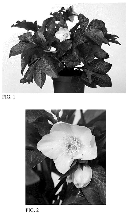 Figure 1 of US plant patent PP36630, the photograph of HM 1222 printed in the patent.