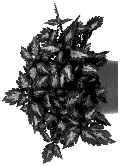 Figure 1 of US plant patent PP36631, the photograph of Docoldotomima printed in the patent.