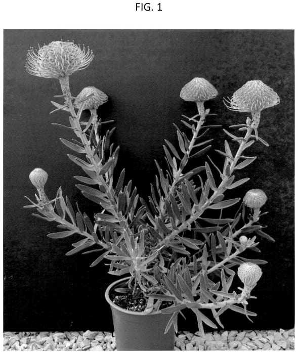 Figure 1 of US plant patent PP36632, the photograph of FYNLSPPI05 printed in the patent.