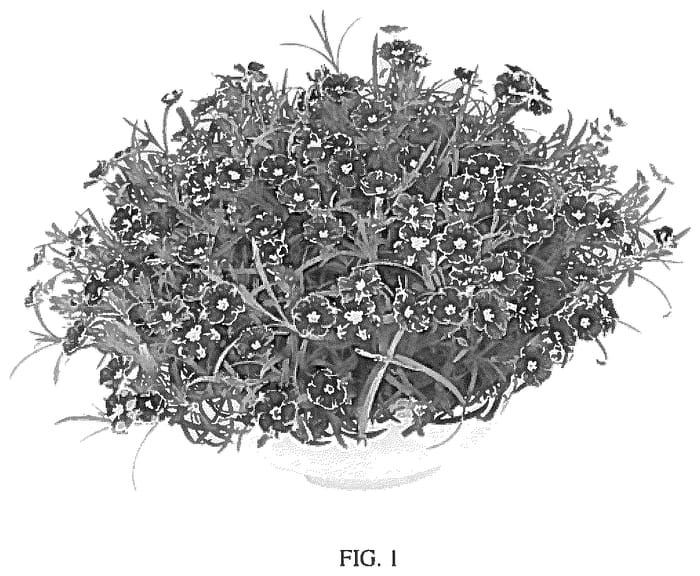Figure 1 of US plant patent PP36633, the photograph of KLEDG23508 printed in the patent.