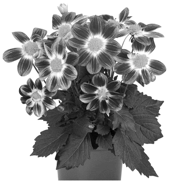 Figure 1 of US plant patent PP36634, the photograph of Dodasumbepubi printed in the patent.
