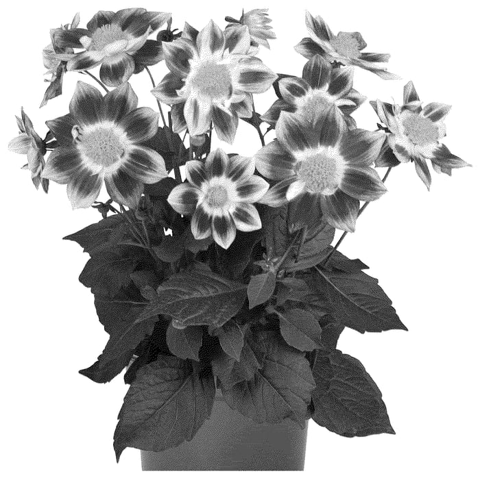 Figure 1 of US plant patent PP36635, the photograph of Dodasumberebic printed in the patent.