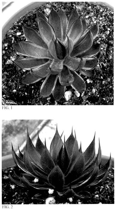Figure 1 of US plant patent PP36636, the photograph of Hope and a Prayer printed in the patent.