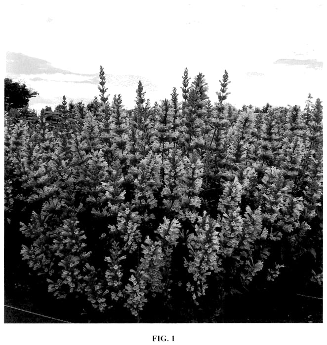 Figure 1 of US plant patent PP36637, the photograph of Pink Pearl printed in the patent.