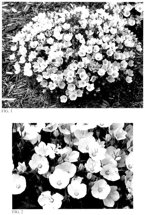 Figure 1 of US plant patent PP36638, the photograph of Starbright printed in the patent.