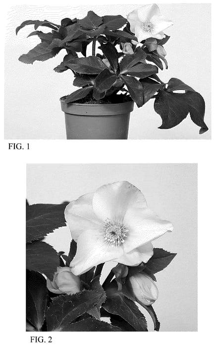 Figure 1 of US plant patent PP36639, the photograph of HF 1114 printed in the patent.