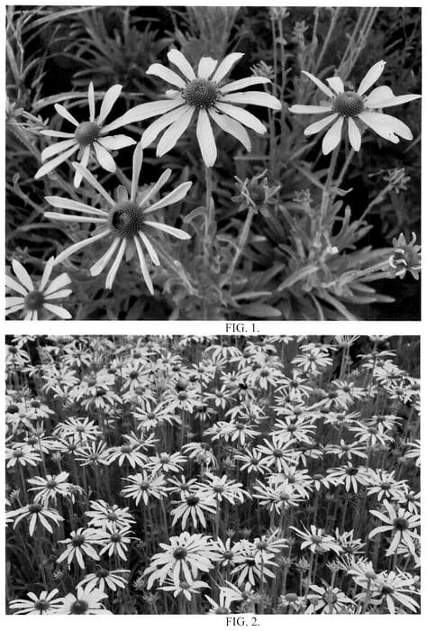 Figure 1 of US plant patent PP36640, the photograph of Green Eyed Lady printed in the patent.