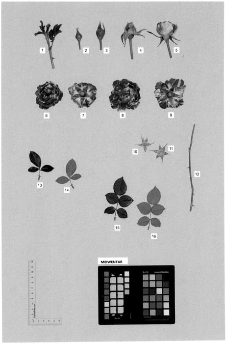 Figure 1 of US plant patent PP36641, the photograph of MEIWENTAR printed in the patent.