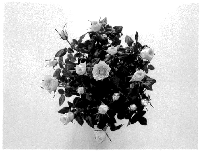 Figure 1 of US plant patent PP36642, the photograph of KORpot132 printed in the patent.