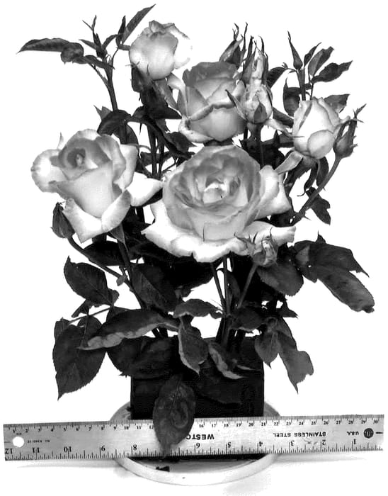 Figure 1 of US plant patent PP36643, the photograph of WEKselyan printed in the patent.