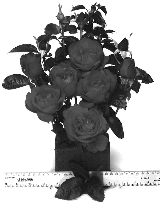 Figure 1 of US plant patent PP36644, the photograph of WEKamyldroder printed in the patent.