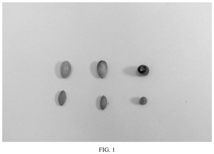 Figure 1 of US plant patent PP36645, the photograph of I 74 printed in the patent.