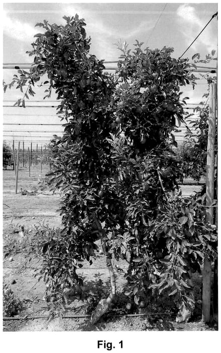 Figure 1 of US plant patent PP36646, the photograph of HOT81A1 printed in the patent.