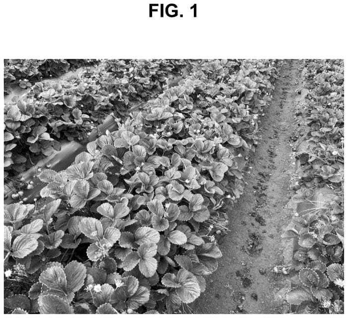 Figure 1 of US plant patent PP36647, the photograph of PS-13.467.089 printed in the patent.