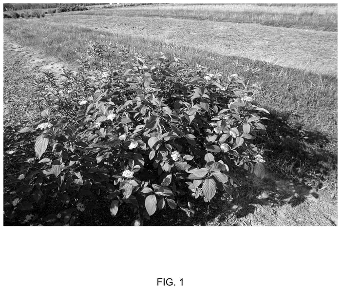 Figure 1 of US plant patent PP36648, the photograph of Zelroc3423 printed in the patent.