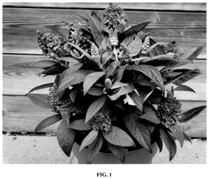 Figure 1 of US plant patent PP36649, the photograph of Botex 012 printed in the patent.