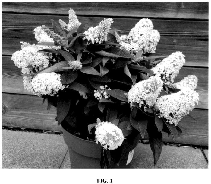Figure 1 of US plant patent PP36650, the photograph of Botex 013 printed in the patent.